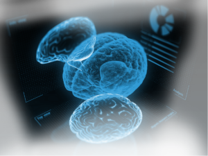 model of a brain